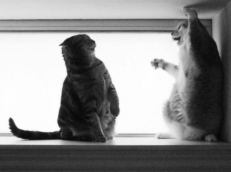 Two cats interacting on a windowsill