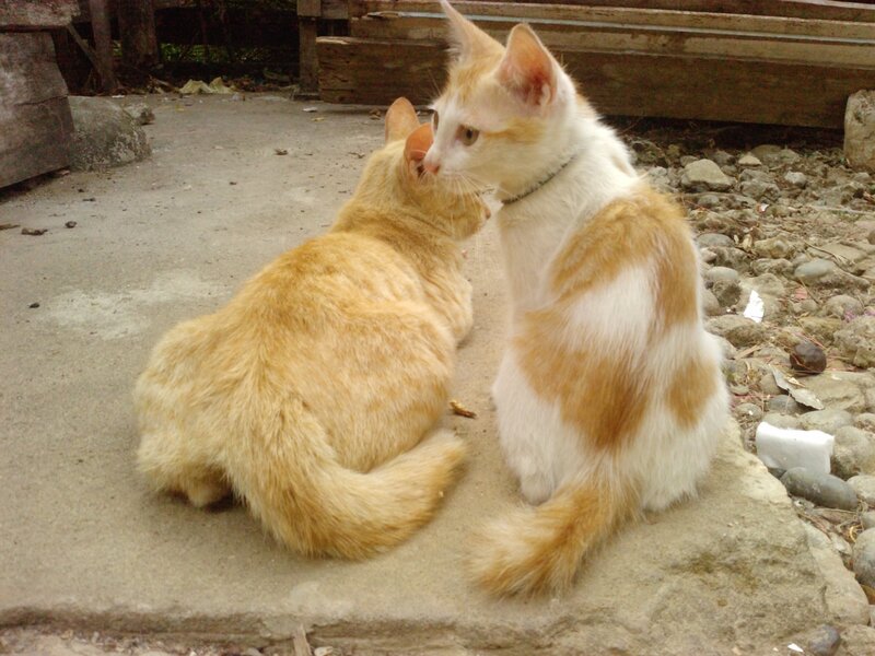 Two Cats Interacting — Orange, Calm