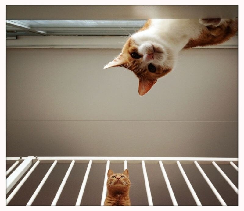 Two Cats Interacting — Orange, Curious