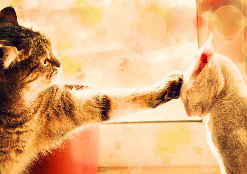 Two Cats Interacting — Orange