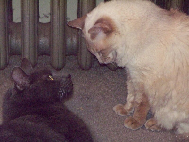 Two cats interacting