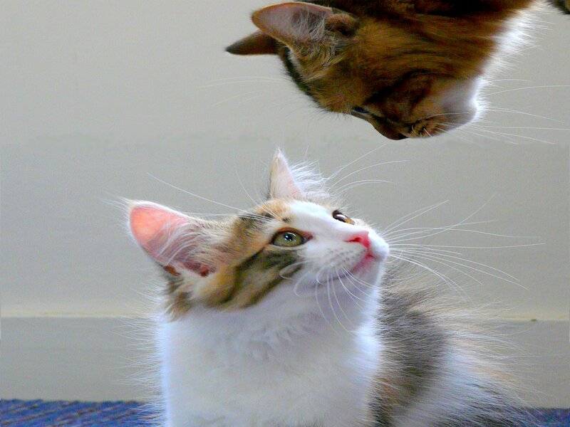 Two Cats Interacting — White