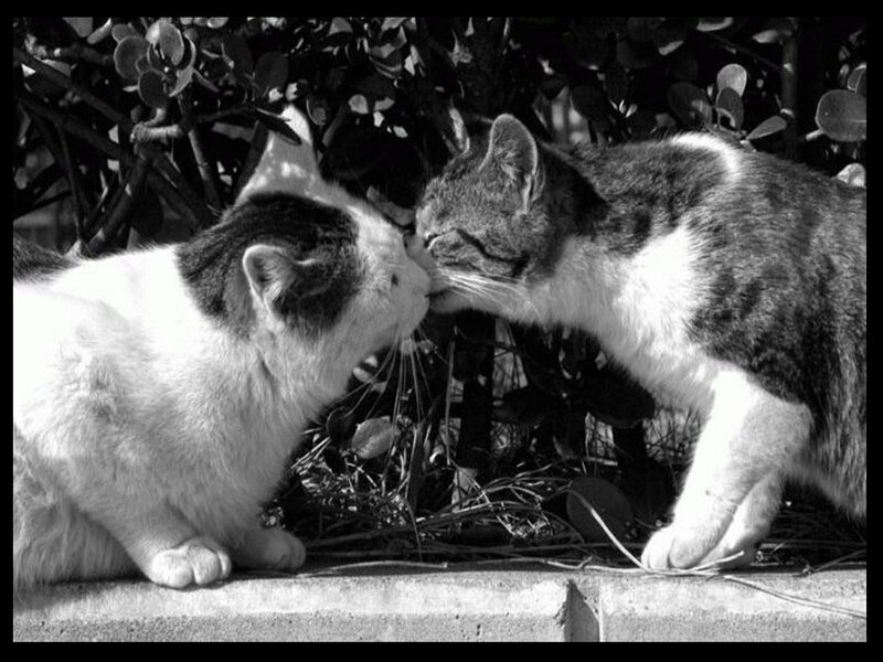 Two Cats Kissing