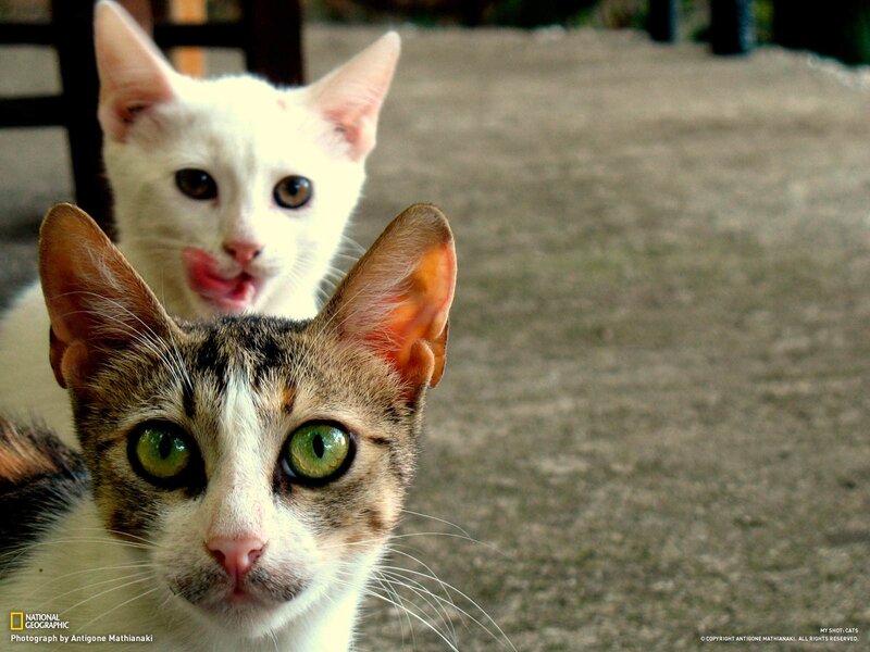 Two cats looking at camera
