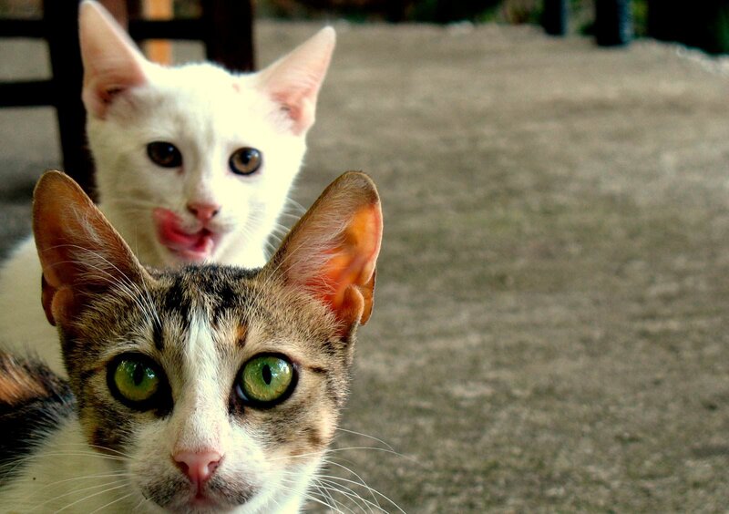 Two Cats Looking at Camera — White