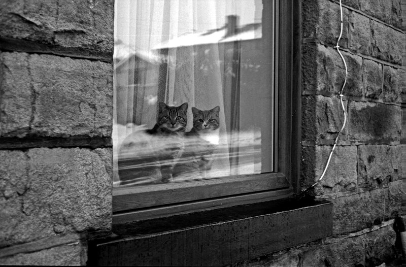 Two cats looking out a window