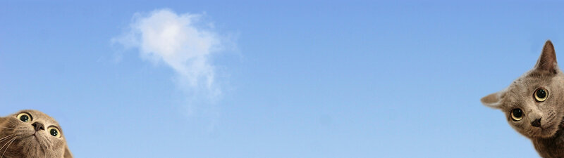two cats looking up at a cloud