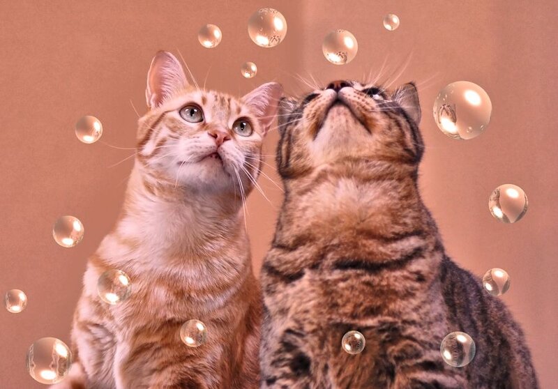 Two Cats Looking Up