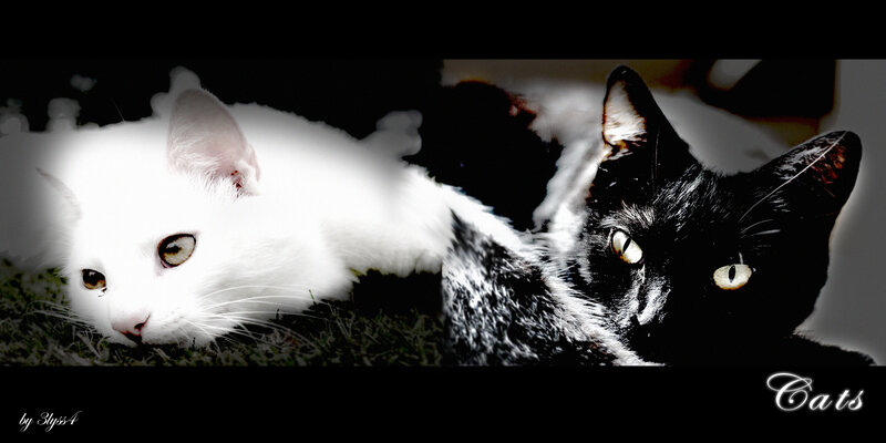 Two Cats Lying Down — Black