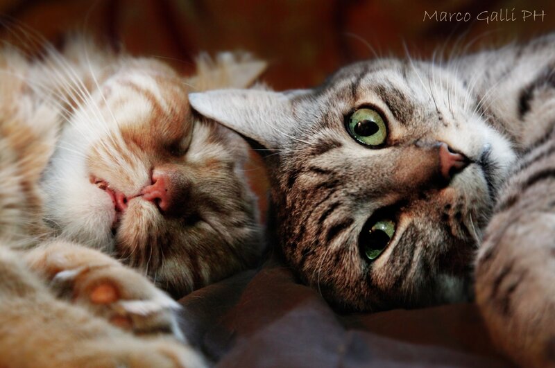 Two Cats Lying Down — Brown