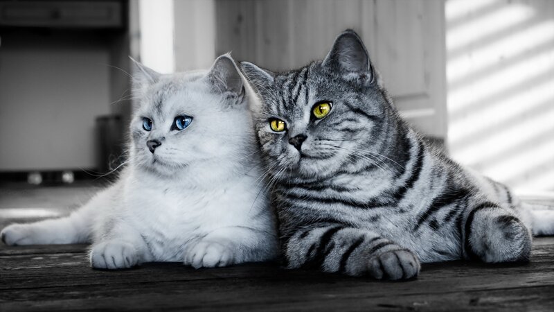 Two Cats Lying Down — Gray