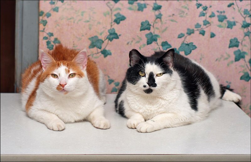 Two Cats Lying Down