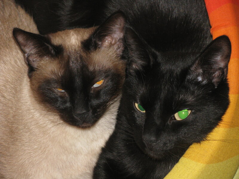Two Cats Lying Together — Black, Calm, Photograph, Cat