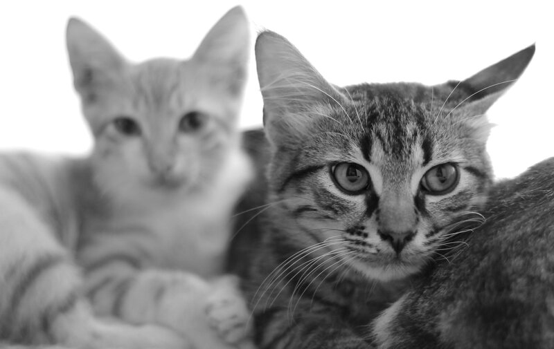 Two Cats Lying Together — Black, Calm, Photograph