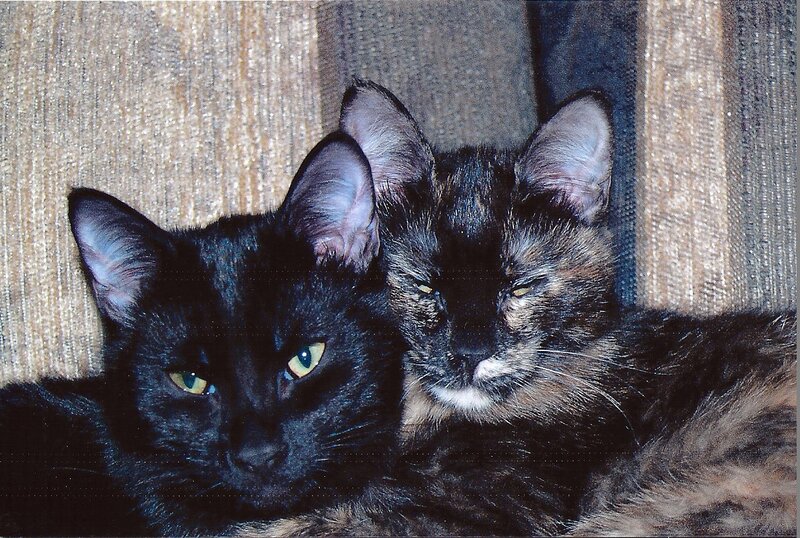 Two Cats Lying Together — Black, Calm
