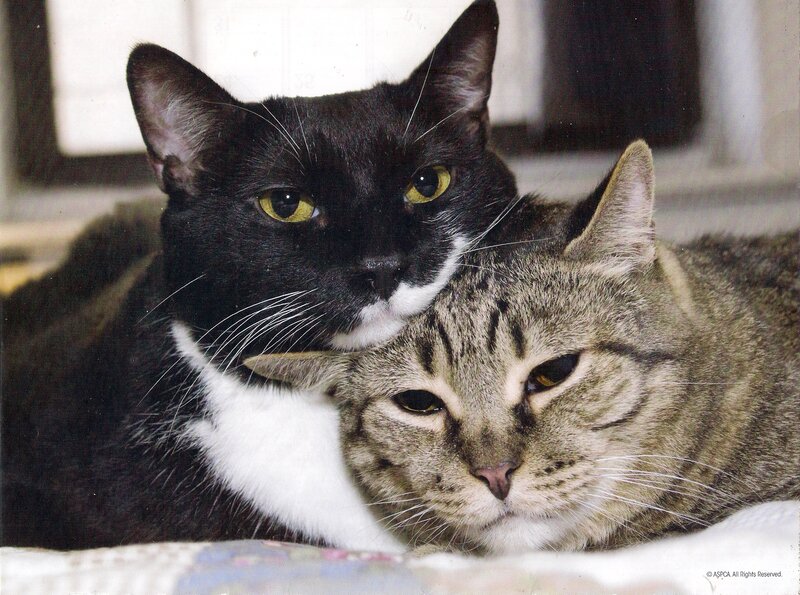 Two Cats Lying Together — Black