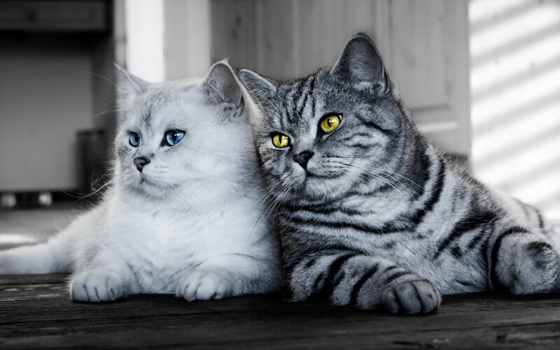 Two Cats Lying Together — Gray, Calm