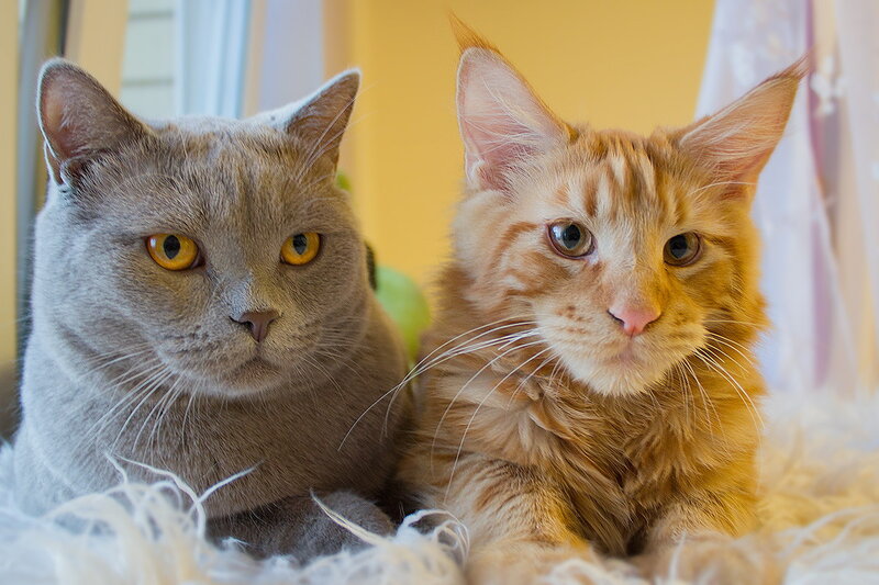 Two Cats Lying Together — Gray