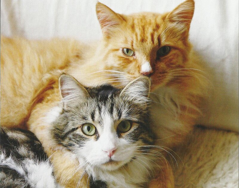Two Cats Lying Together — Orange, Calm