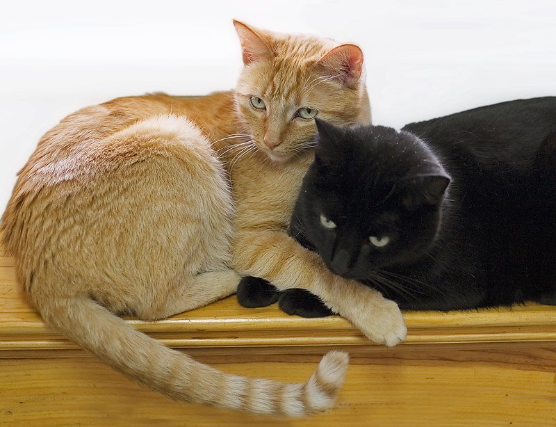 Two Cats Lying Together — Orange