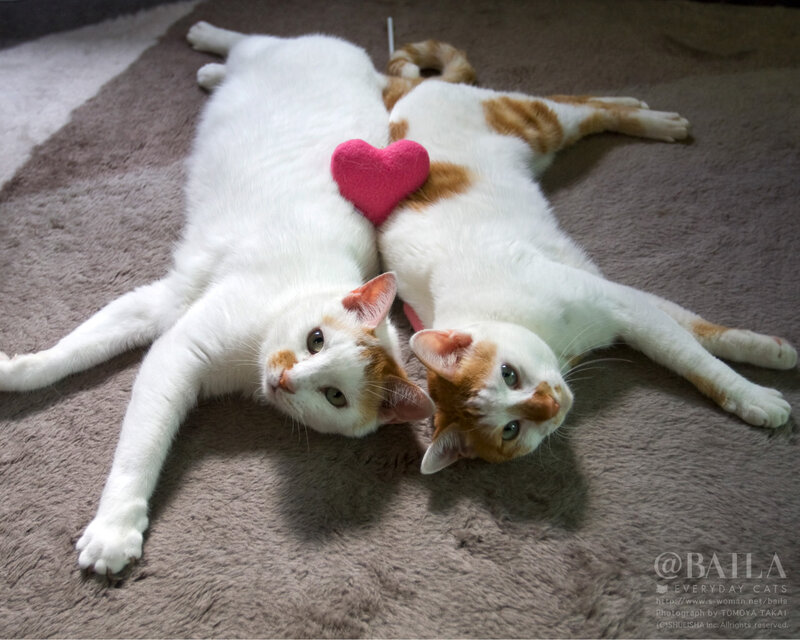 Two Cats Lying Together — White