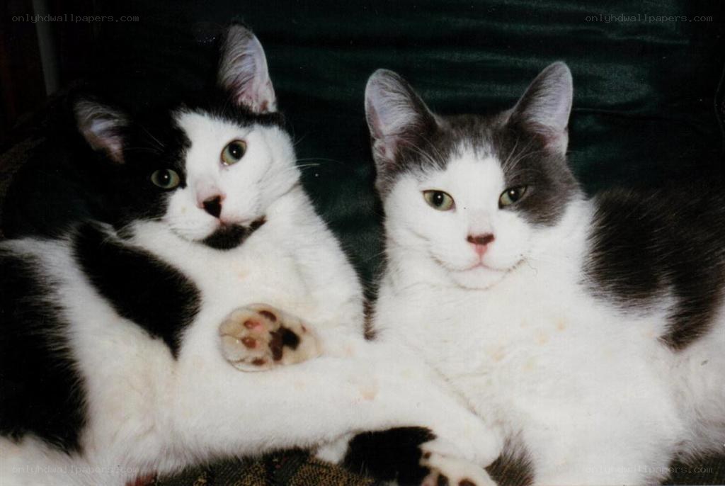 two cats lying together