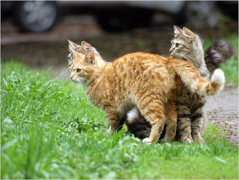 Two Cats Mating — Green