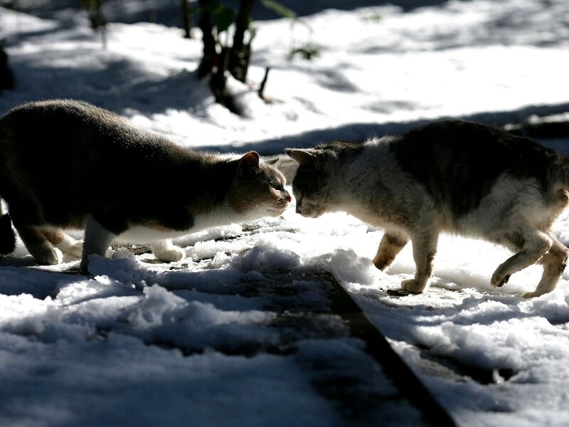 Two cats meeting in snow