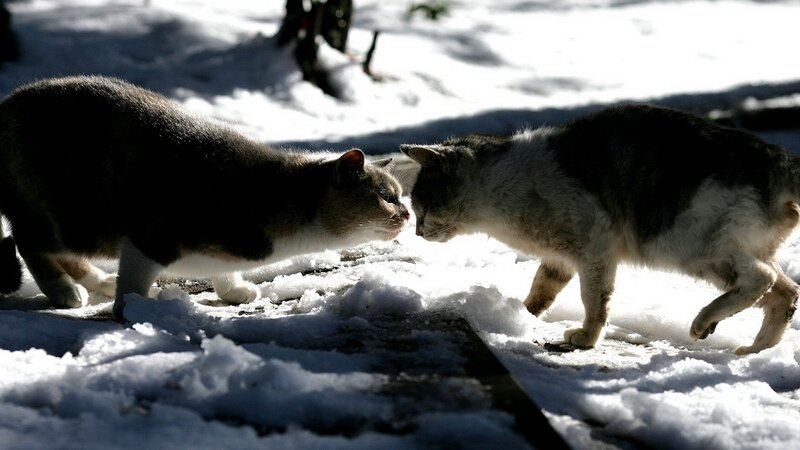 Two cats meeting in snow