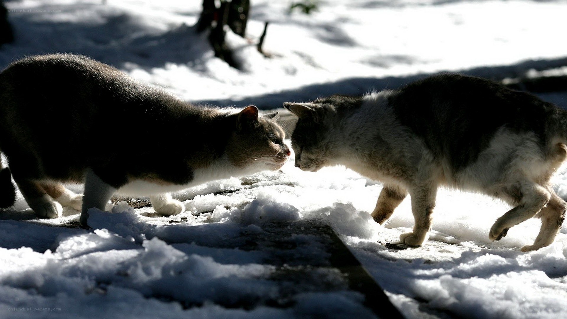 Two cats meeting in snow