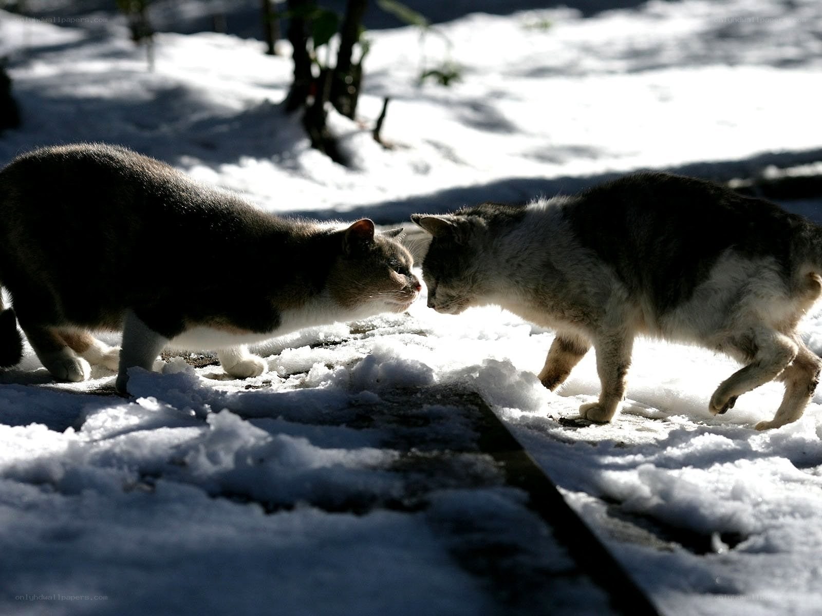 Two cats meeting in the snow