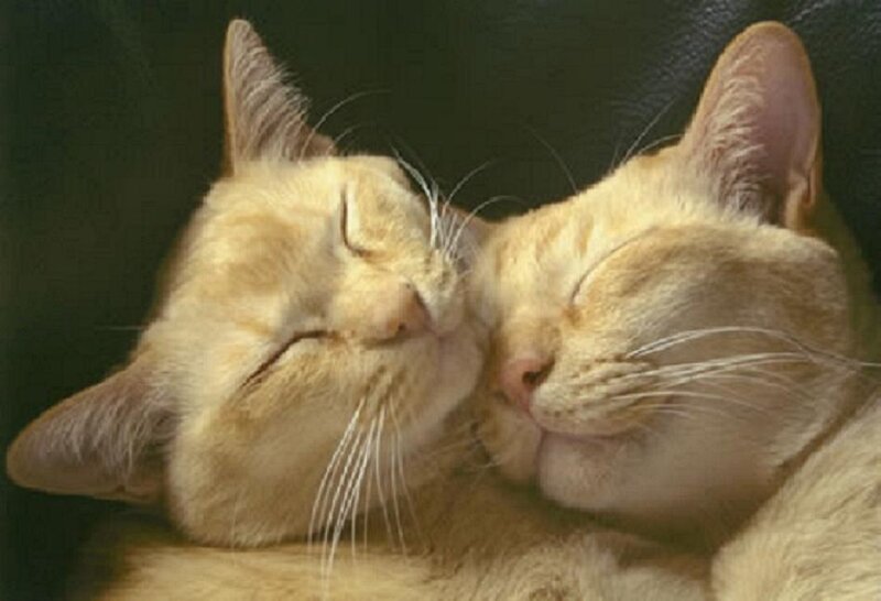 Two Cats Napping — Beige