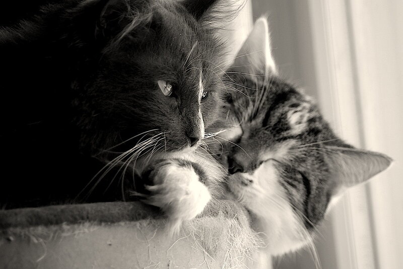 Two Cats Napping — Black