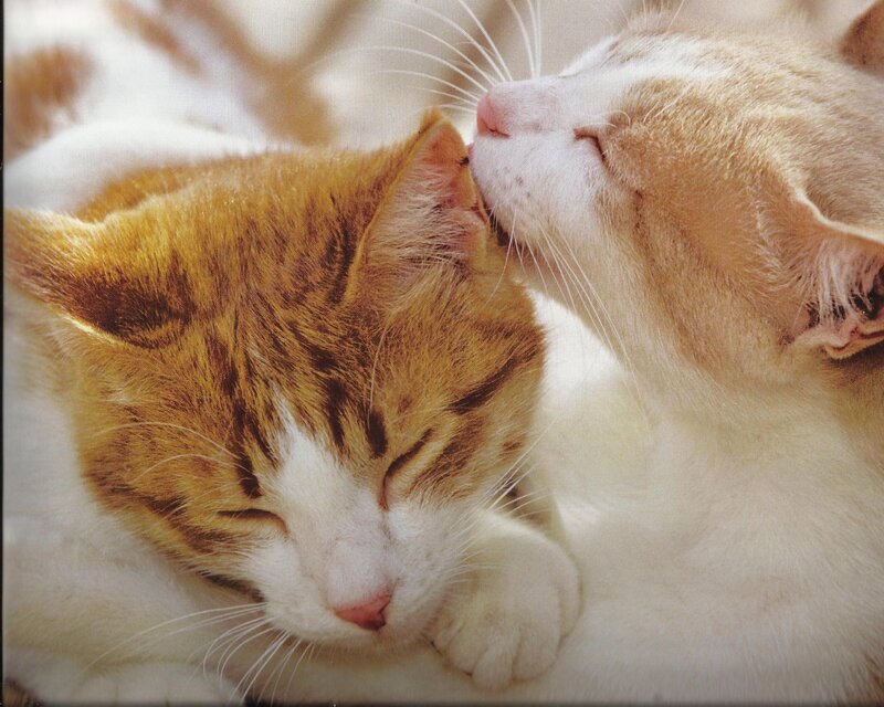 Two Cats Napping — Orange