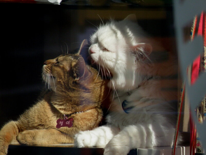 Two Cats Napping