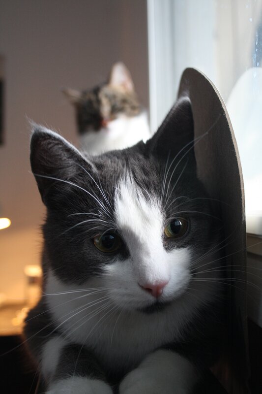 Two cats near a window