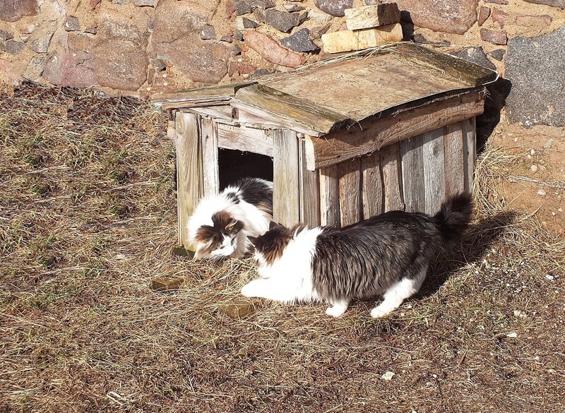 Two Cats Near Wooden Shelter