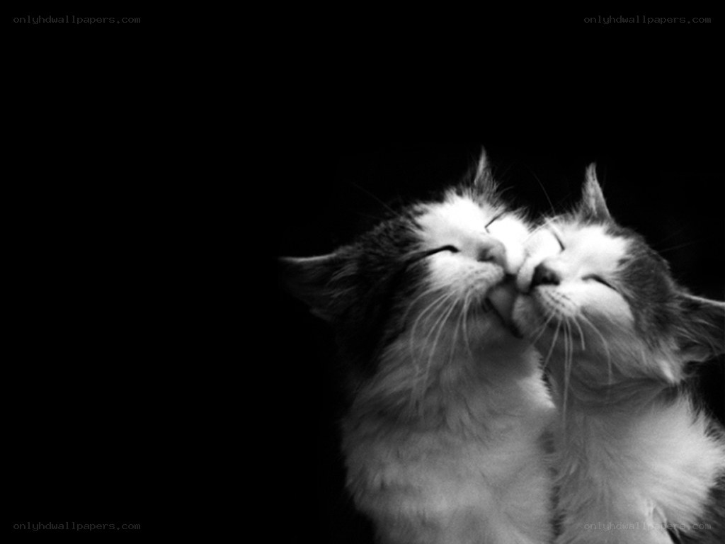 two cats nuzzling