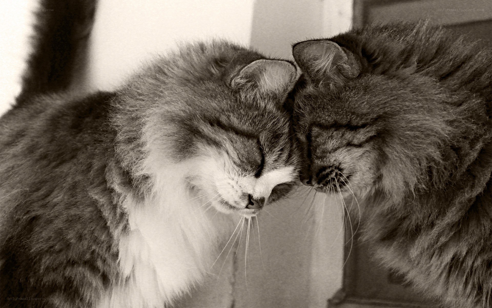 Two cats nuzzling