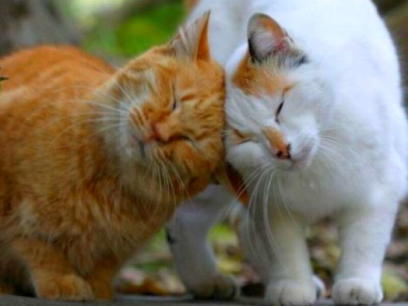two cats nuzzling