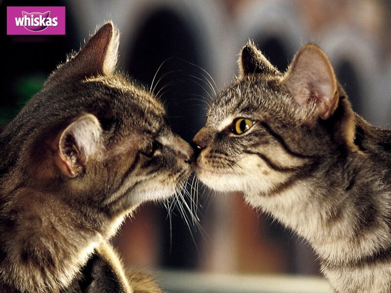 Two cats nuzzling affectionately