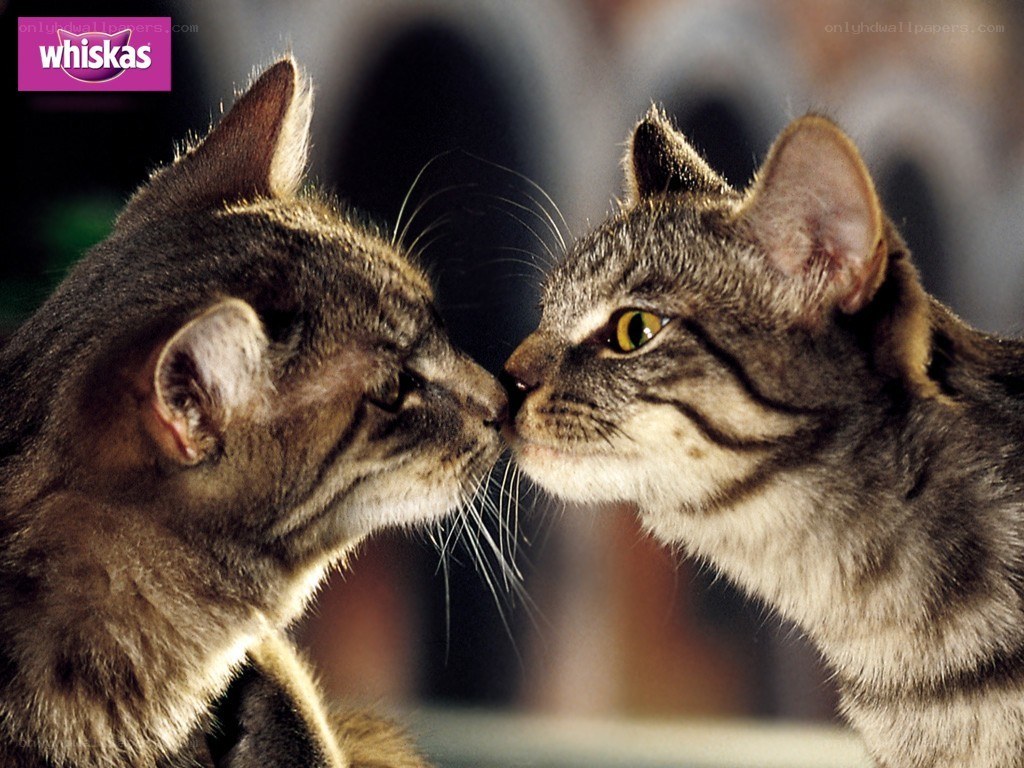 Two cats nuzzling affectionately