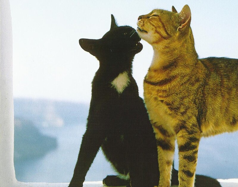 Two Cats Nuzzling — Black, Calm, Afternoon