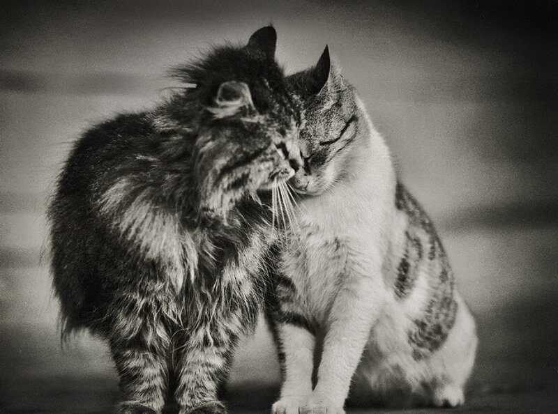Two Cats Nuzzling — Black, Calm, Photograph