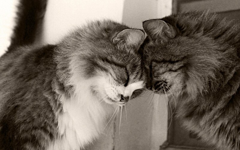 Two Cats Nuzzling — Black, Calm, Photograph, Whiskers, Fur, White