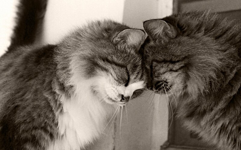 Two Cats Nuzzling — Black, Calm, Photograph, Whiskers