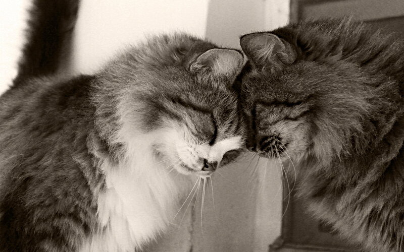 Two Cats Nuzzling — Black, Calm
