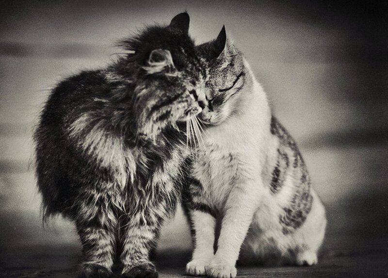 Two Cats Nuzzling — Black