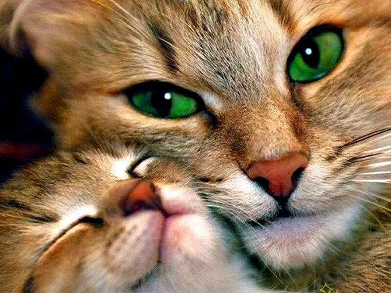 Two Cats Nuzzling — Brown, Calm, Photograph