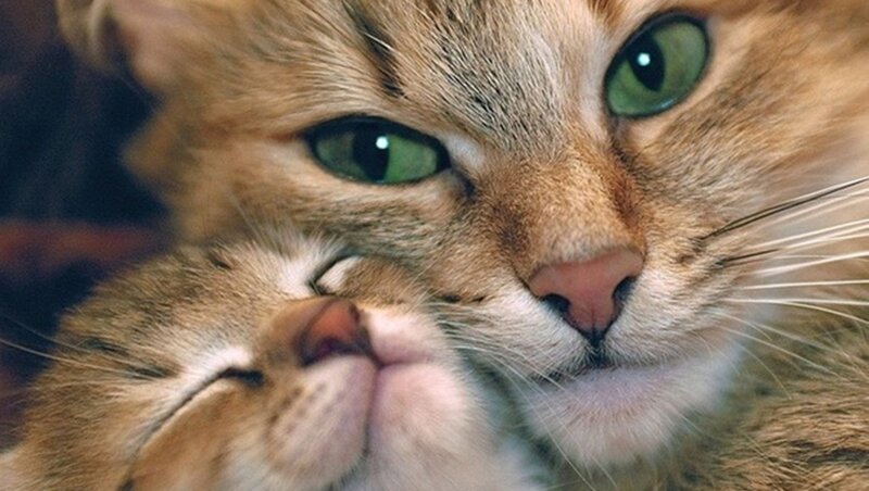 Two Cats Nuzzling — Brown, Calm